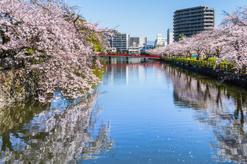 Fototapeta premium 春の小田原城址公園、お堀端通りの桜並木【神奈川県・小田原市】 Scenery of Odawara Castle Park in spring. - Kanagawa, Japan