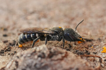Closeup on a long stretched shaped Prong-faced Slender-Mason solitary bee, Protosmia rubiflori from Columbia river Gorge, Oregon