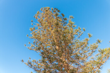 Needles of evergreen tree Araucaria araucana,commonly called the Monkey Puzzle Tree, Monkey Tail Tree or Chilean Pine