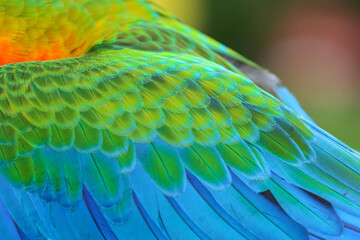 Close-up of a beautiful colorful parrot feather. © Passakorn