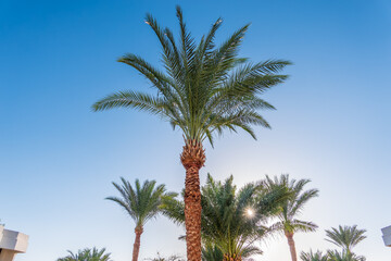 Obraz premium Palm tree with green leaves on blue background