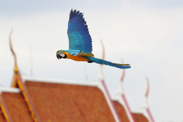 Beautiful Blue and Gold Macaw parrot flying over the temple. Free flying bird