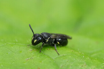Closeup on a female Common European yellow-face solitary bee, Hylaeus communis on a green leaf
