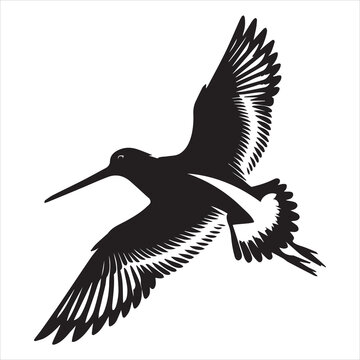 recommend clip art: American Oystercatcher Silhouette, Pied Oystercatcher Bird Clipart,  American Oystercatcher flying illustration in black and white
                    