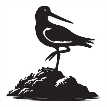 recommend clip art: American Oystercatcher Silhouette, Pied Oystercatcher Bird Clipart,  American Oystercatcher one leg raised illustration in black and white
                    