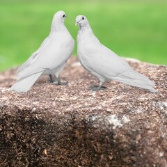 The aesthetic pigeon expressing love suitable for social media content