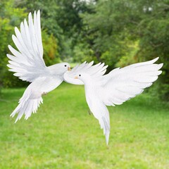 The aesthetic pigeon expressing love suitable for social media content