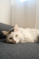 White cat on the bed