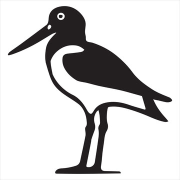 recommend clip art: American Oystercatcher Silhouette, Pied Oystercatcher Bird Clipart,  American oystercatcher standing upright illustration in black and white
                    