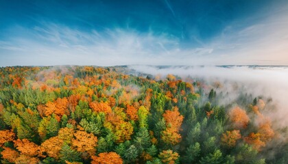 Aerial view of beautiful colorful autumn forest in low clouds at sunrise. Top view of orange and green trees in fog at dawn in fall. View from above of woods. Nature background. Multicolored leaves