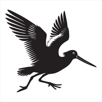 recommend clip art: American Oystercatcher Silhouette, Pied Oystercatcher Bird Clipart,  American Oystercatcher taking off illustration in black and white
                    