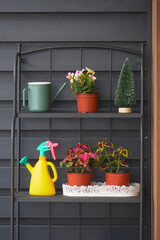 A Charming and Elegant Plant Shelf Display Styled with a Watering Can and Colorful Flowers