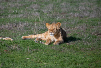 A lioness walks calmly on the green grass, wildlife photo