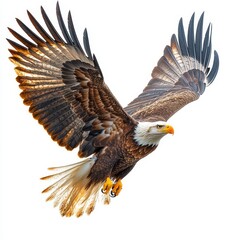 Obraz premium Capture a majestic soaring eagle in a dynamic pose 056 eagle, bird, flying, flight, wings, sky, bald, animal, nature, hawk, fly, wildlife, raptor, bald eagle, wing, predator, beak, wild, blue, freedo