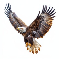 Obraz premium Capture a majestic soaring eagle in intricate deta 038 bird, eagle, flying, flight, sky, wings, fly, hawk, nature, wildlife, bald, animal, wing, raptor, bald eagle, wild, predator, blue, feather, fre
