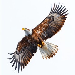 Obraz premium Capture a majestic soaring eagle in a dynamic pose 079 bird, eagle, flying, flight, sky, nature, wings, wildlife, fly, bald, animal, raptor, hawk, wing, predator, blue, wild, bald eagle, beak, freedo