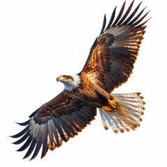 Obraz premium Capture a majestic soaring eagle in intricate deta 064 bird, eagle, flying, flight, sky, nature, wildlife, fly, wings, hawk, animal, raptor, wing, predator, wild, blue, feathers, osprey, bald, vultur