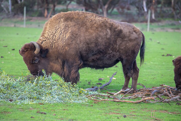 Fototapeta premium A big bison grazes on a green grass, strong bull close up, rare animal