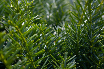 Taxus baccata close up. Green branches of yew tree(Taxus baccata, English yew