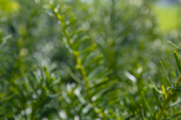 Light shining on tree leaves. Blur Abstract Background. green leaves Summer Background. Focus Bokeh Background.