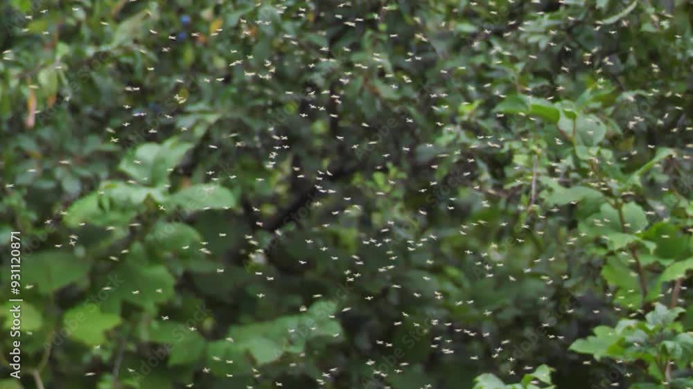 Poster a static slow-motion shot captures a swarm of small flies buzzing over dense green foliage, showcasi
