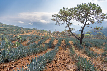 En el campo de agaves hay un árbol grande.
