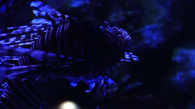 Underwater tunnel with various fish and corals at Waghor Aquarium, Prachuap Khiri Khan, Thailand. Marine conservation and Oceanarium