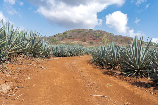 V&iacute;a de tierra en el campo de agaves en Tequila Jalisco M&eacute;xico.

