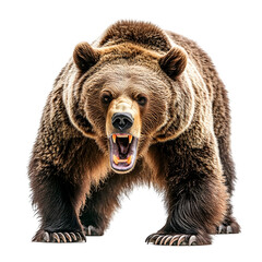 Obraz premium Vicious Grizzly Bear in Aggressive Action on Plain White Background Transparent PNG 