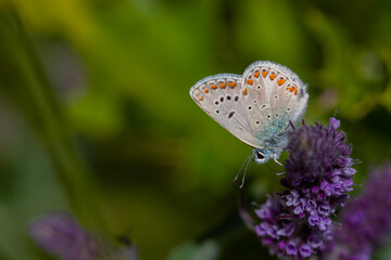 tiny butterfly feeding on purple flower, Anatolian False Argus, Polyommatus hyacinthus