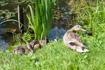 three ducklings are sitting on the green grass, they are basking in the sun, with their heads pulled in and looking to the right, a mother duck is standing next to them and looking in the opposite dir