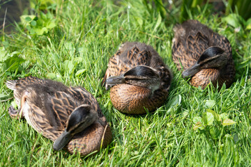 three ducklings are sitting on the green grass, basking in the sun, with their heads pulled in and looking to the right
