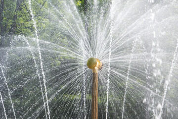the fountain in Peterhof beautifully scatters in a circle from a golden watering can