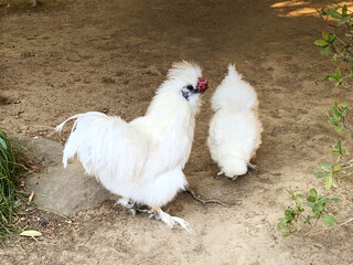 白い烏骨鶏のつがい