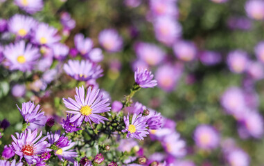 Beautiful purple flowers Aster in autumn garden