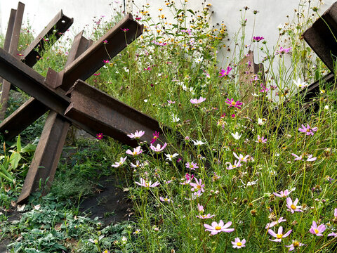 Anti-tank hedgehogs among Cosmos pink flowers. Readiness for invasion, roadblocks, fences. War in Ukraine. Russian aggression. War and peace