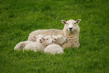 sheep and lambs