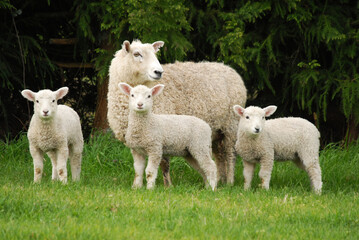 Mother sheep with her lambs