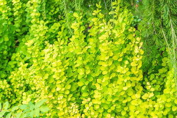 Green leaves with water drops after rain