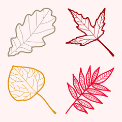 line art of autumn leaf illustration