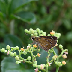 Obraz premium 夏の終わりに