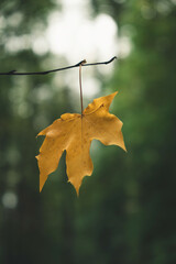Yellow autumn leaf on tree. Fall season concept. Closeup, vertical, minimal
