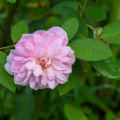 Fototapeta premium 夏の終わりに