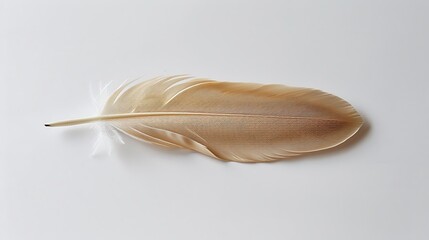 Single bird feather on a white background. Light and delicate.