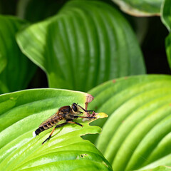 Fototapeta premium 夏の終わりに