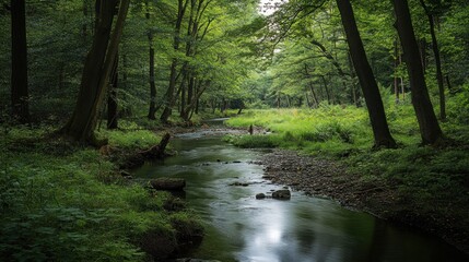 Obraz premium Serene Forest Stream