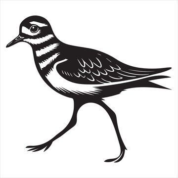 Killdeer Bird  Silhouette, Charadrius Vociferus Clipart, Killdeer juvenile following illustration in black and white
