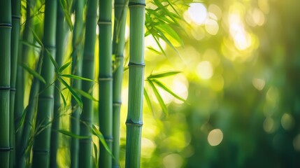 Obraz premium Green Bamboo Forest Wallpaper. 