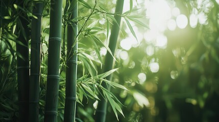 Green Bamboo Forest Wallpaper. 