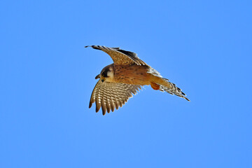 Rotfußfalke - Weibchen // Red-footed falcon - female (Falco vespertinus)